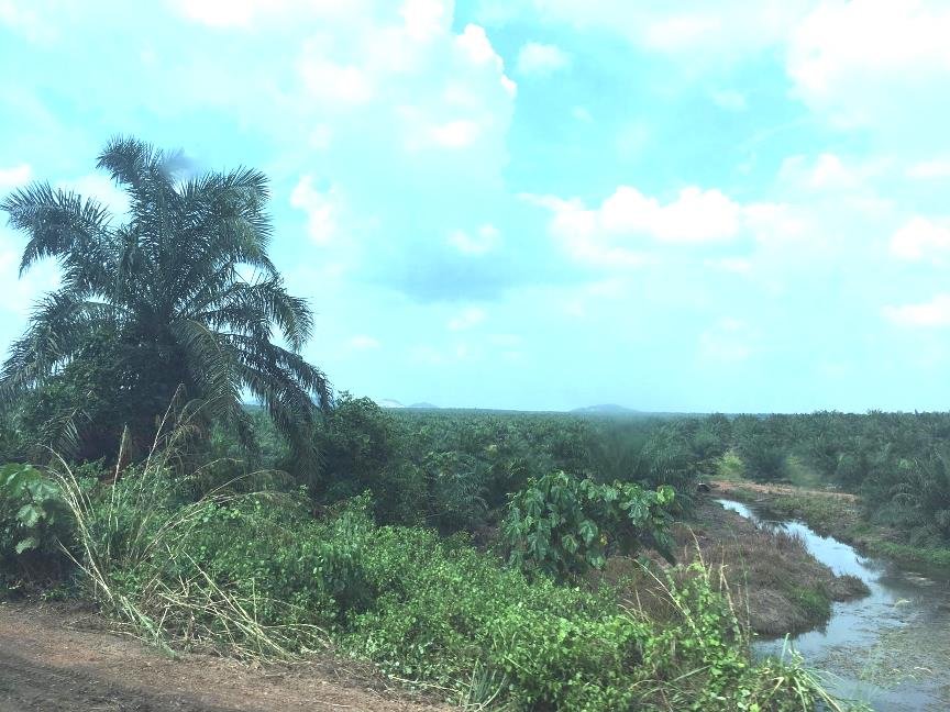 Sachenrechtliche Realisierung von Waldinvestitionen in Lateinamerika