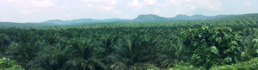 The Property Law Behind Forest Investments in Latin America The Property Law Behind Forest Investments in Latin America